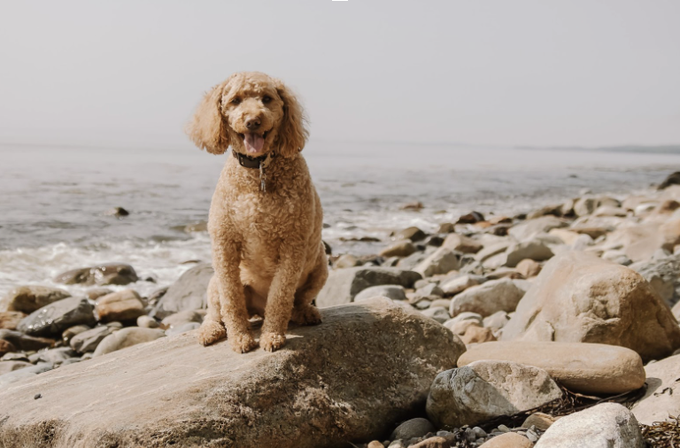 Glenmoor by the Sea: A Dog-Friendly Maine Vacation